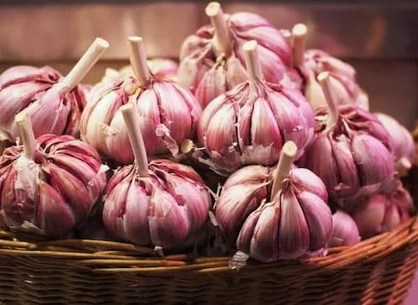 تصویر 4 از قیمت خرید سیر قرمز صادراتی + فروش ویژه